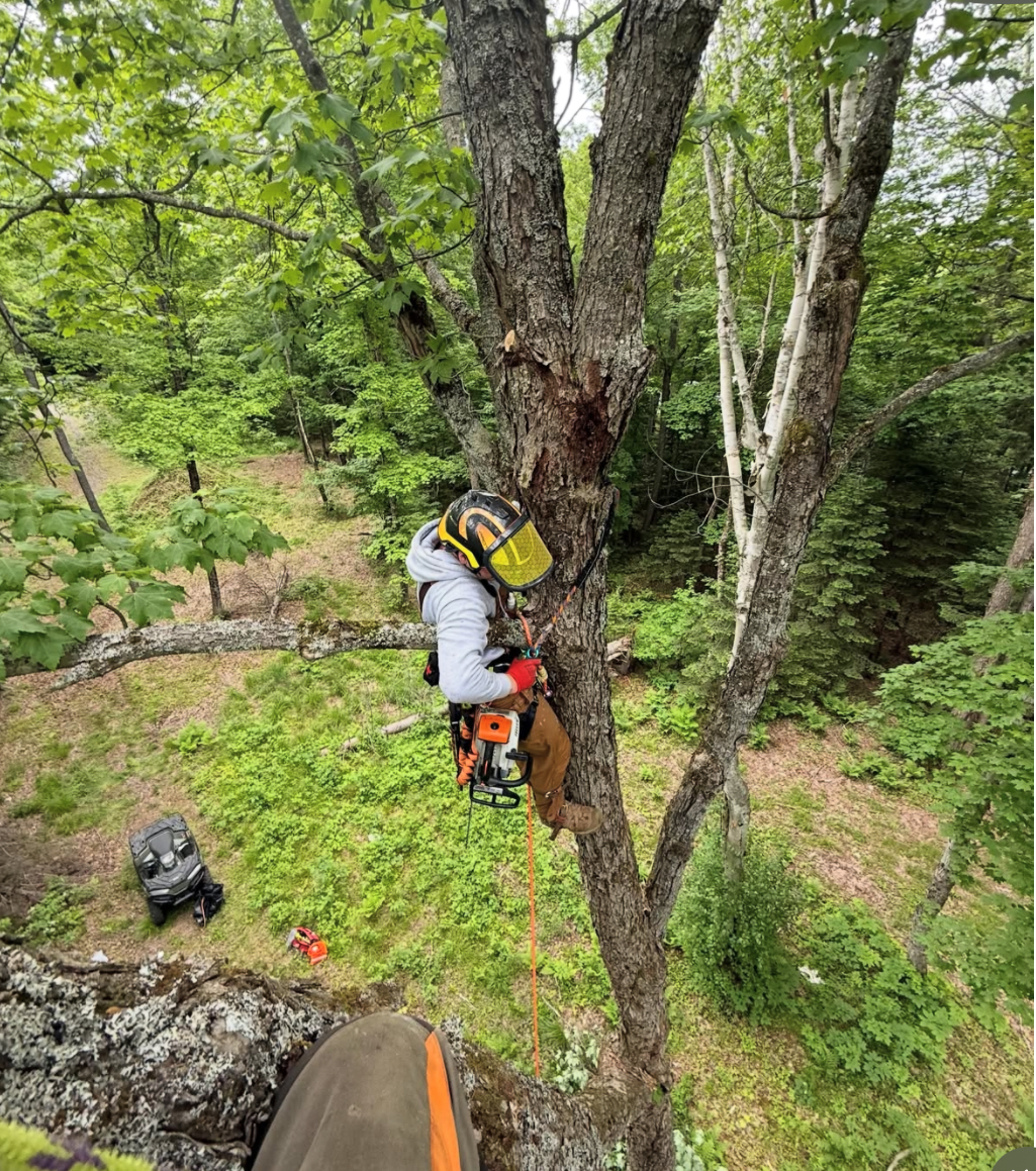 Placeholder for a real Slap Shot Tree Service job photo
