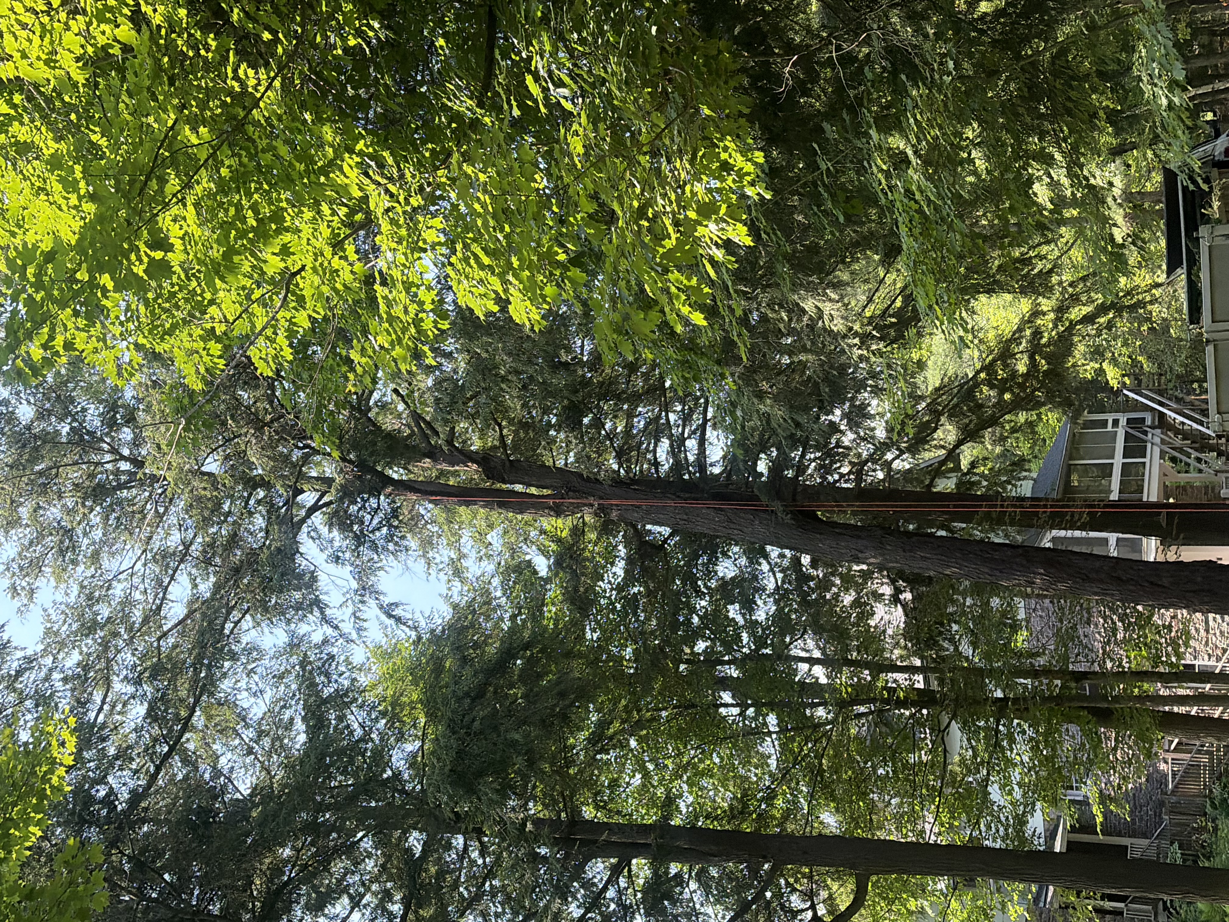 Tree removal project placeholder