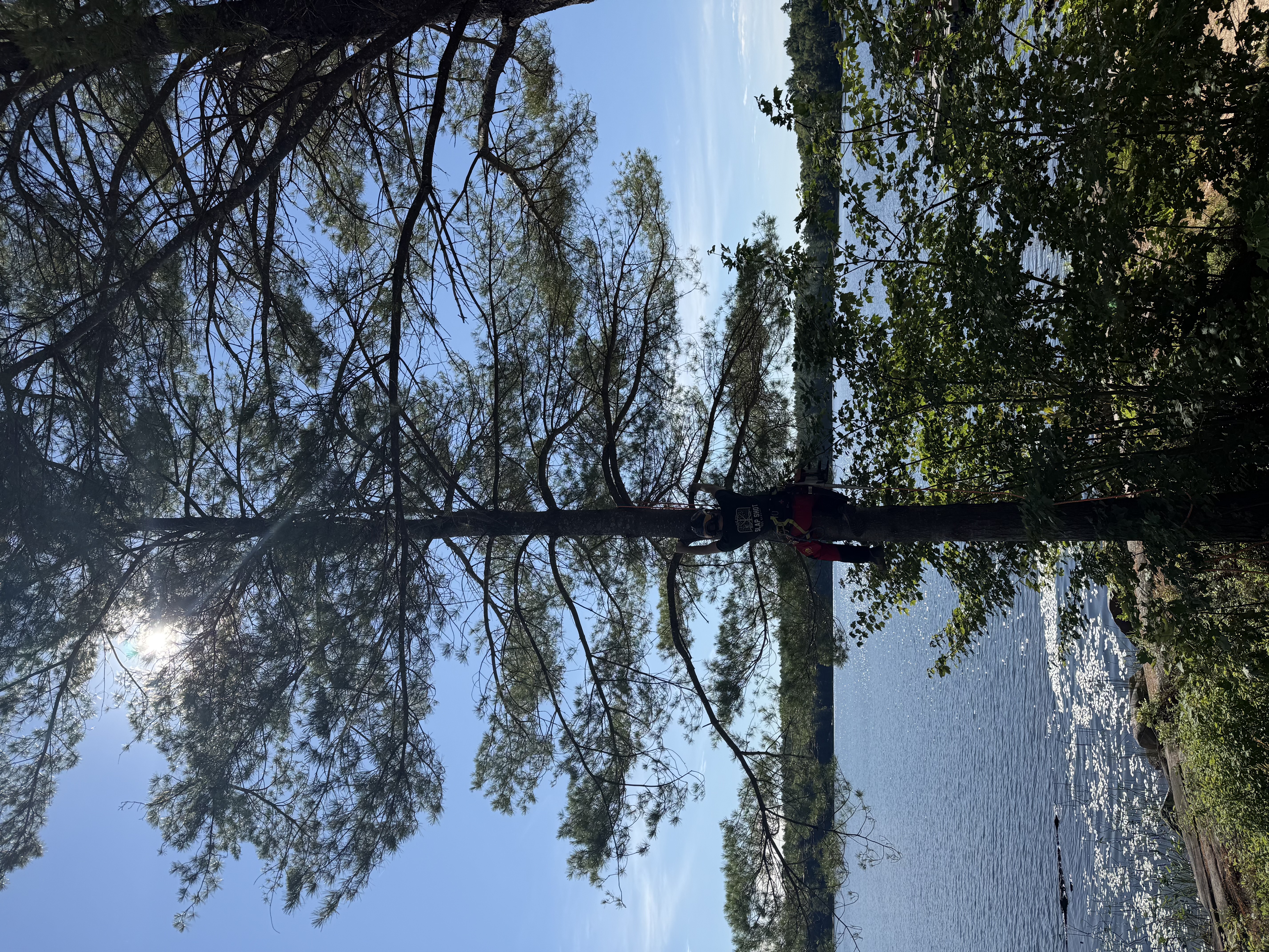 Tree pruning project placeholder