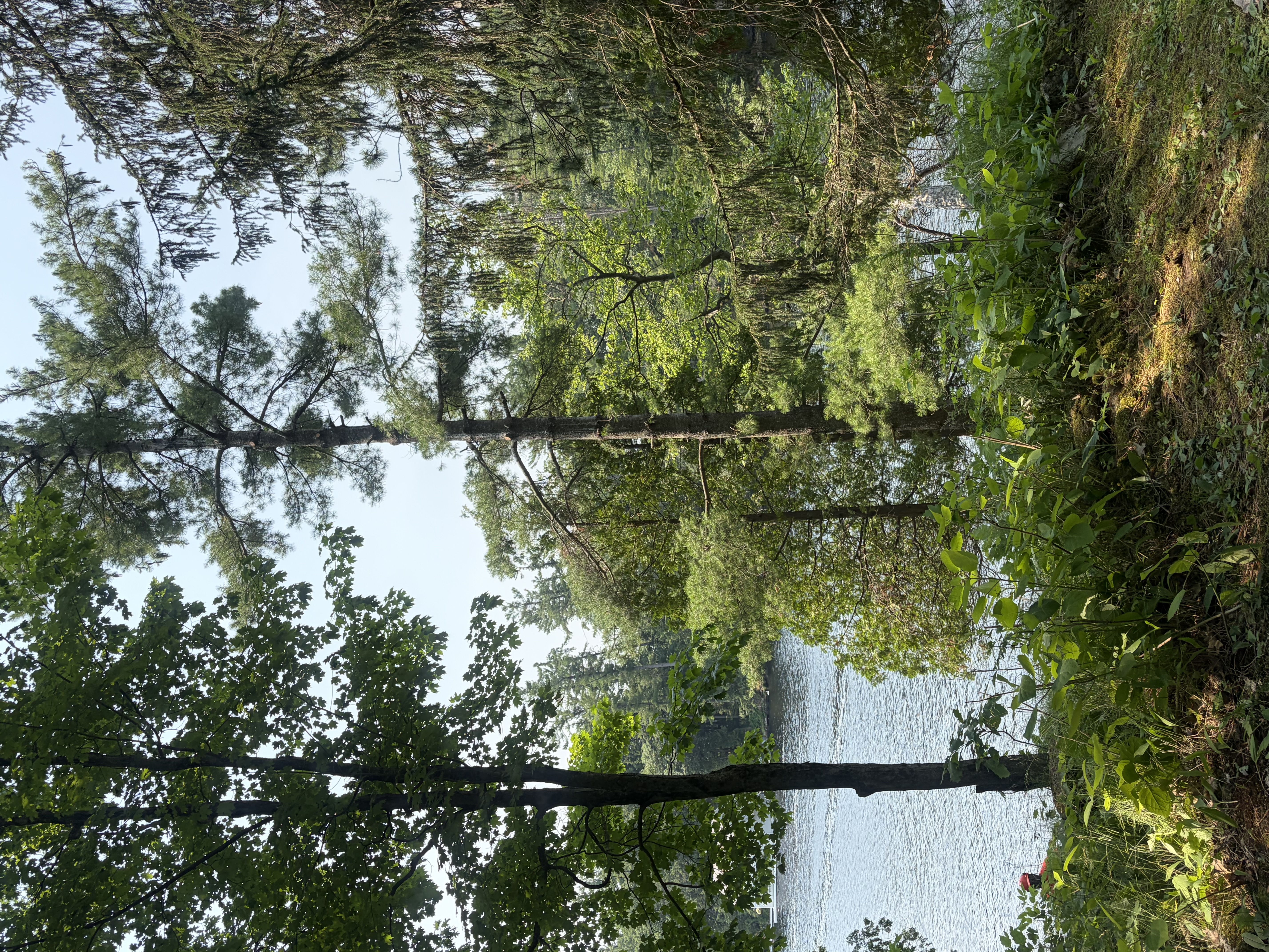 Tree work project placeholder